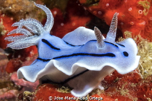Chromodoris willani by Jose Maria Abad Ortega 